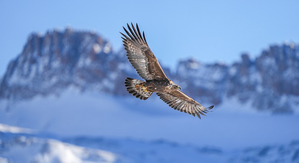 Aquila reale