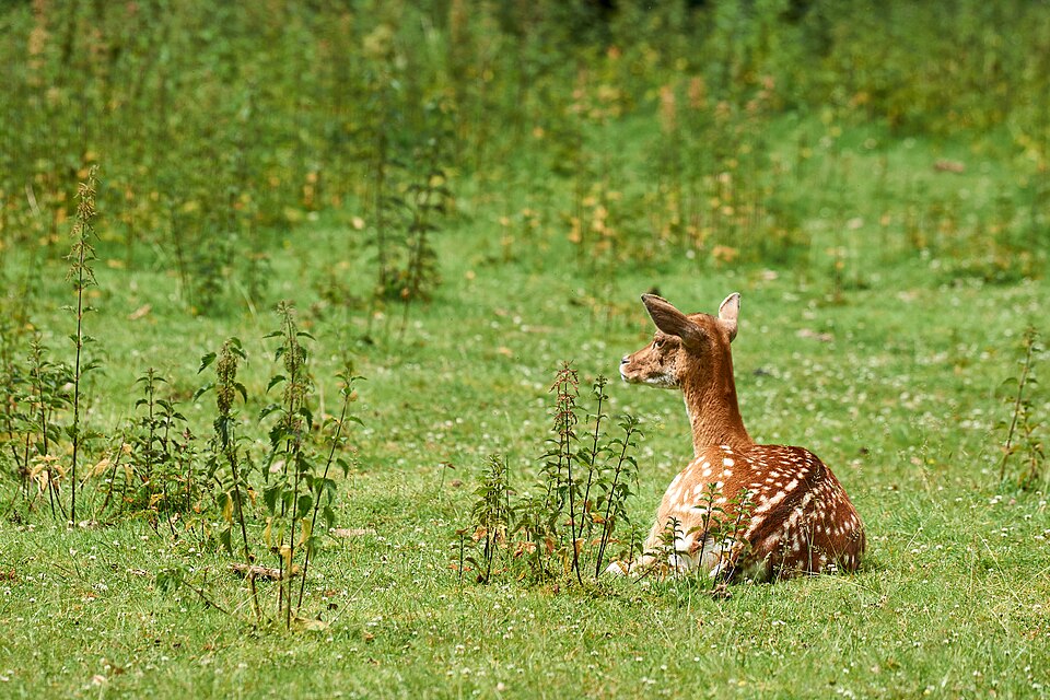 Capriolo