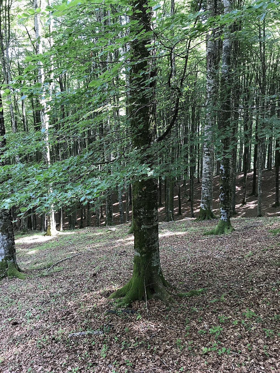 Faggio europeo