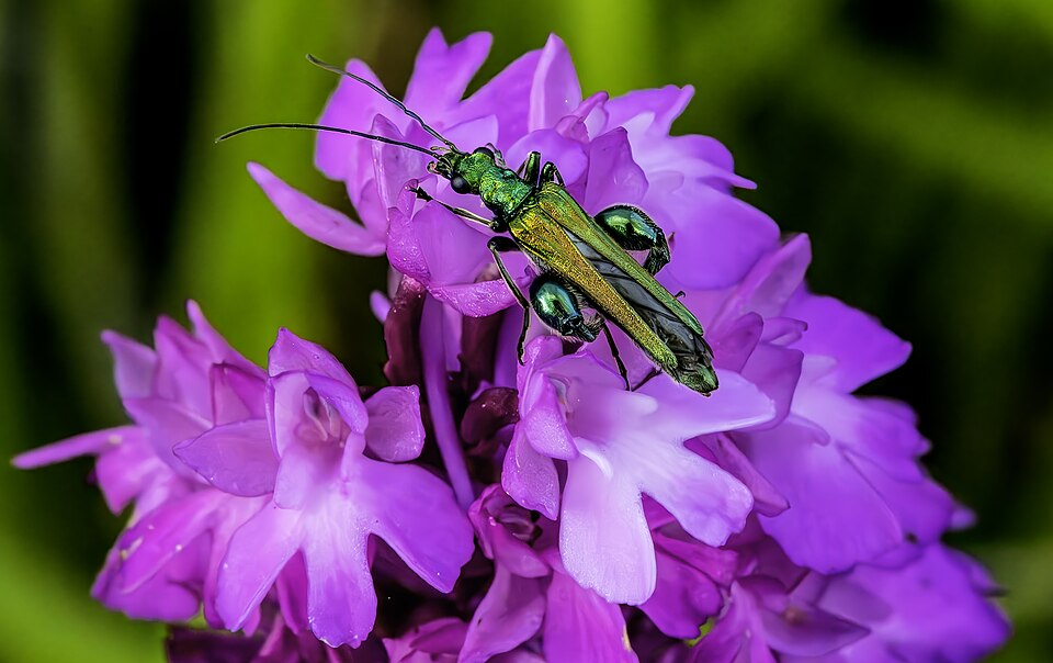 Orchidea piramidale