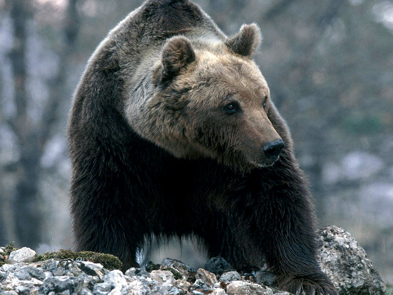 Orso bruno marsicano