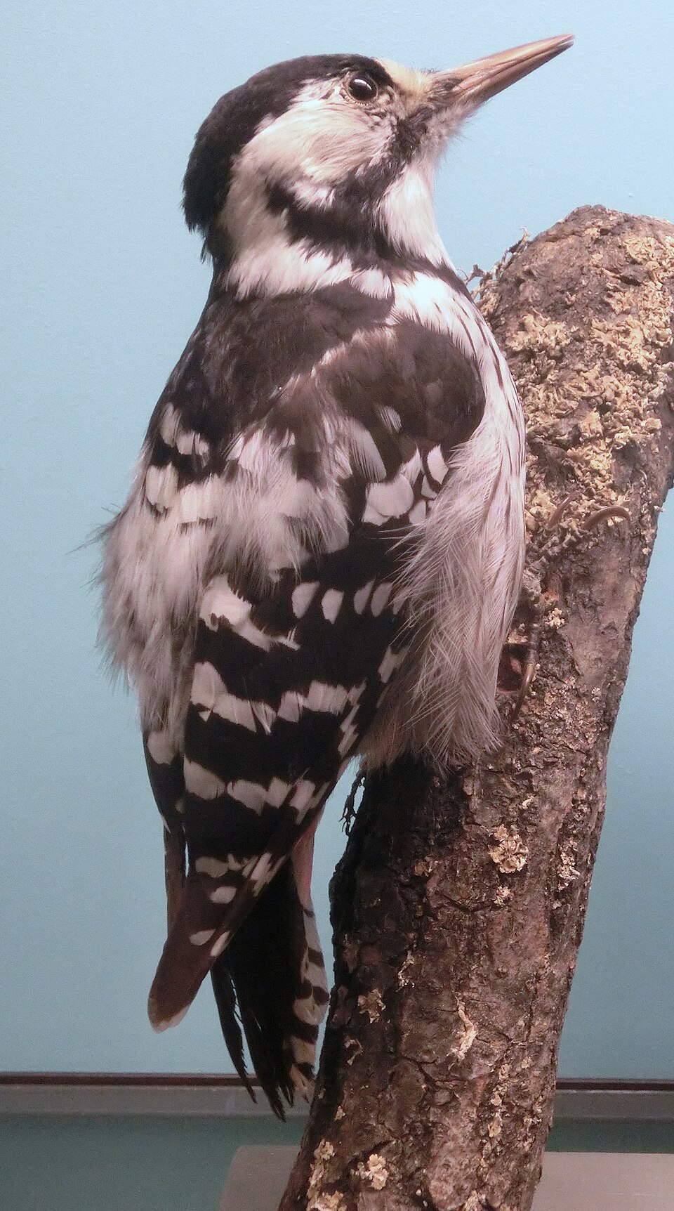 Picchio dorsobianco