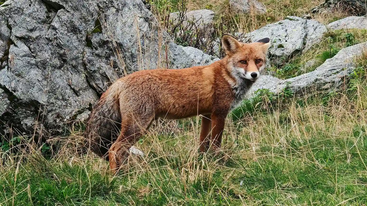 Volpe rossa su terreno roccioso alpino